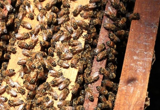 Bu ekmek kolon kanserini önlüyor