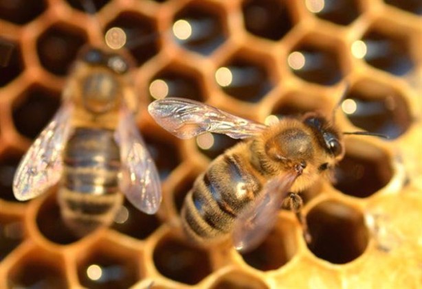 Foto - Bu ekmek kolon kanserini önlüyor