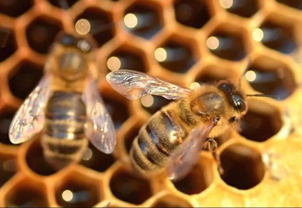 Foto - Bu ekmek kolon kanserini önlüyor! Faydalarına inanamayacaksınız