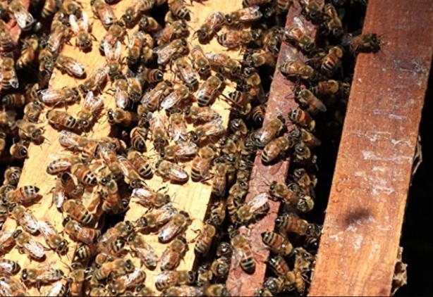 Bu ekmek kolon kanserini önlüyor! Faydalarına inanamayacaksınız