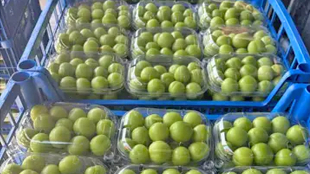 Foto - Bu erikleri parası bol olan yiyebilir: İlk hasat Dubai ve Katar’a