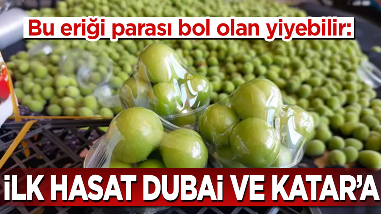 Foto - Bu erikleri parası bol olan yiyebilir: İlk hasat Dubai ve Katar’a