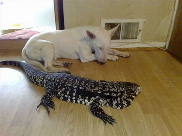 Foto - Bu eve girmek cesaret ister