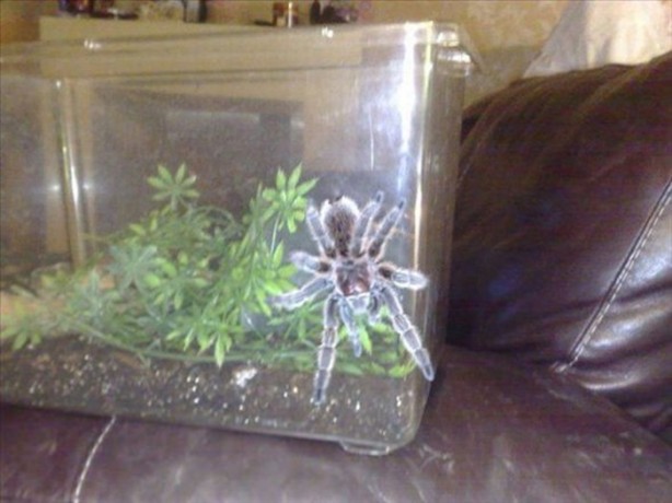 Foto - Bu eve girmek cesaret ister