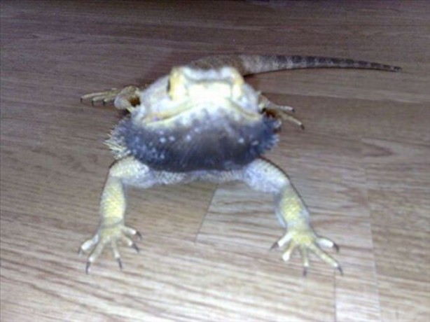 Foto - Bu eve girmek cesaret ister