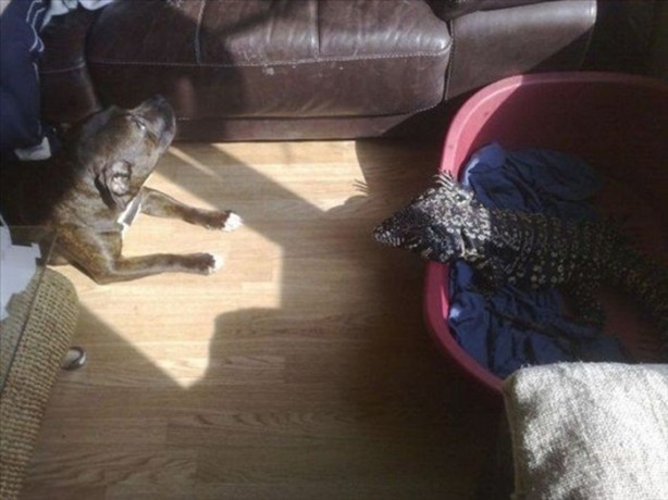 Foto - Bu eve girmek cesaret ister