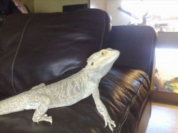 Foto - Bu eve girmek cesaret ister