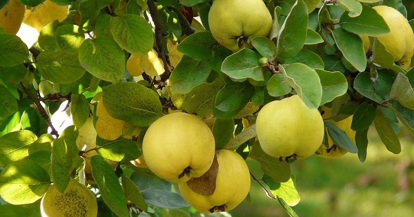 Foto - Bu faydasını daha önce duydunuz mu? Aç karna ayva yerseniz bakın ne oluyor