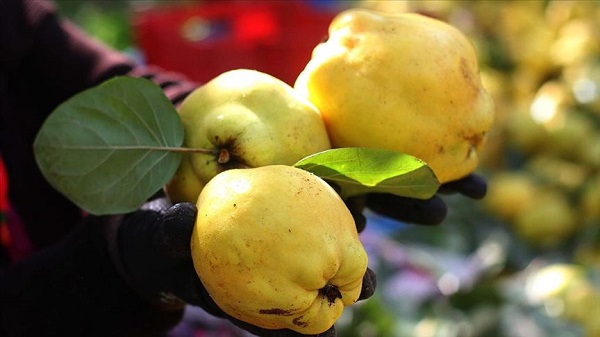 Foto - Bu faydasını daha önce duydunuz mu? Aç karna ayva yerseniz bakın ne oluyor