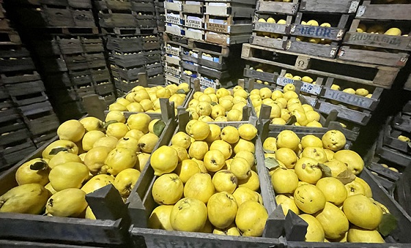 Foto - Bu faydasını daha önce duydunuz mu? Aç karna ayva yerseniz bakın ne oluyor