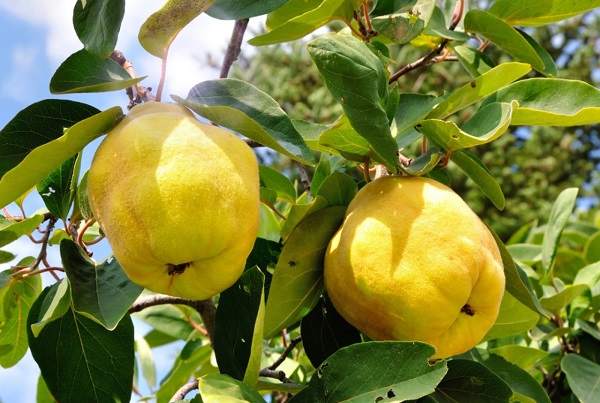 Foto - Bu formül hayatınızı kolaylaştıracak! Geçmek bilmeyen öksürüğe kesin çözüm