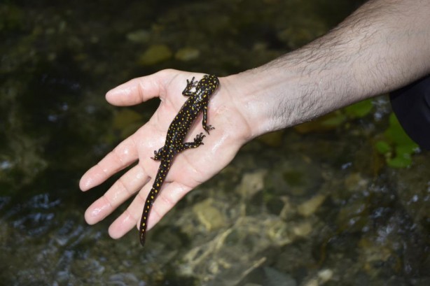 Foto - Bu fotoğraf Diyarbakır’da çekildi!