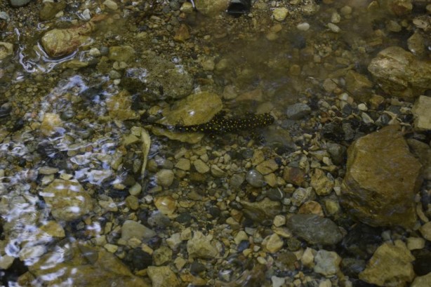 Foto - Bu fotoğraf Diyarbakır’da çekildi!