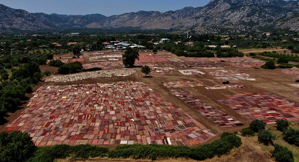 Foto - Bu fotoğrafa daha yakından bakın! Buğday arazisi rengarenk oldu