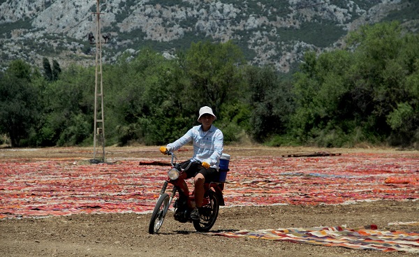 Foto - Bu fotoğrafa daha yakından bakın! Buğday arazisi rengarenk oldu