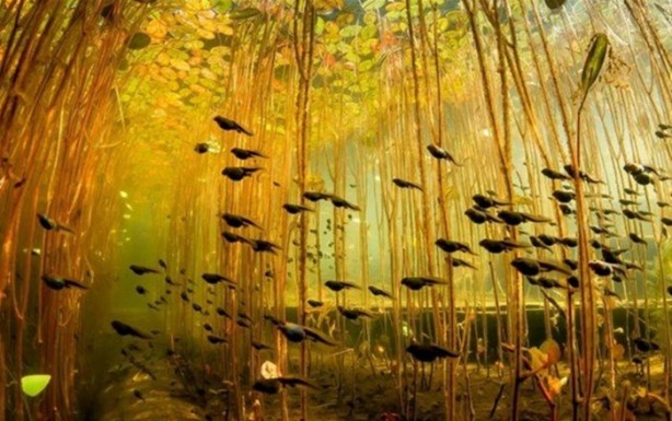 Foto - Bu fotoğraflar tamamen gerçek!