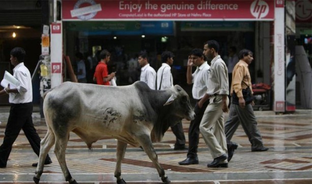 Foto - Bu görüntüleri sadece Hindistan'da görebilirsiniz!