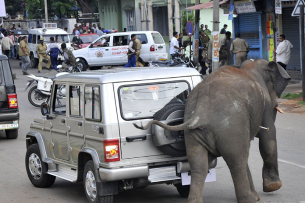 Foto - Bu görüntüleri sadece Hindistan'da görebilirsiniz!