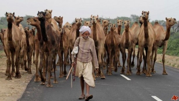 Foto - Bu görüntüleri sadece Hindistan'da görebilirsiniz!