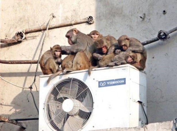 Foto - Bu görüntüleri sadece Hindistan'da görebilirsiniz!