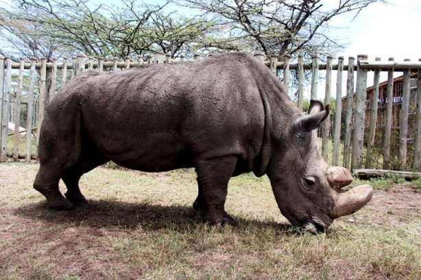 Foto - Bu gergedanlardan sadece 3 tane kaldı!