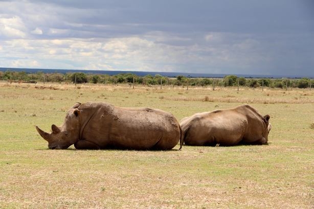 Foto - Bu gergedanlardan sadece 3 tane kaldı!