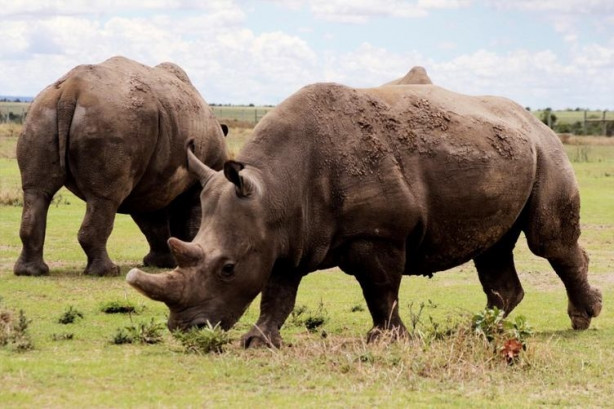 Foto - Bu gergedanlardan sadece 3 tane kaldı!