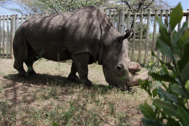 Foto - Bu gergedanlardan sadece 3 tane kaldı!