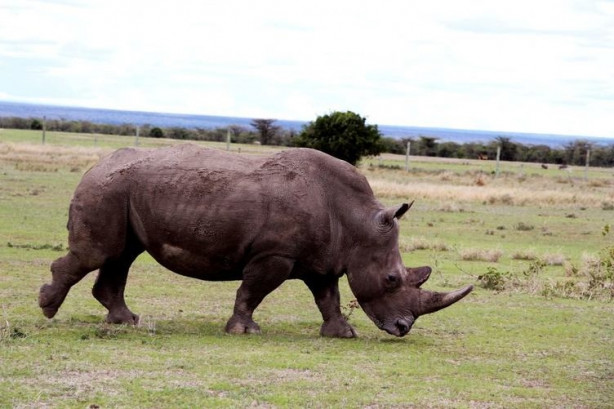 Foto - Bu gergedanlardan sadece 3 tane kaldı!