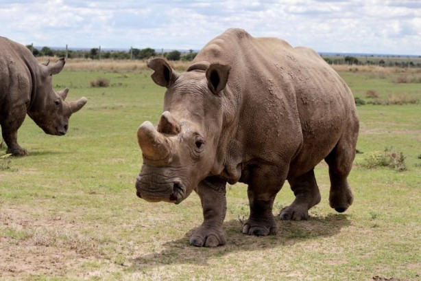 Foto - Bu gergedanlardan sadece 3 tane kaldı!
