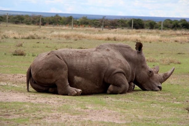 Foto - Bu gergedanlardan sadece 3 tane kaldı!