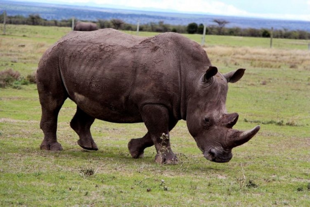 Foto - Bu gergedanlardan sadece 3 tane kaldı!