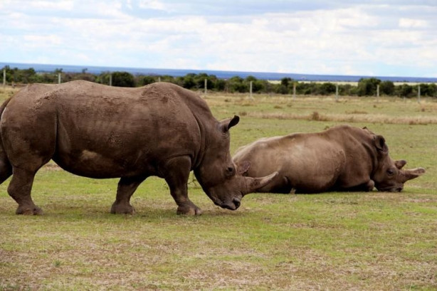 Foto - Bu gergedanlardan sadece 3 tane kaldı!