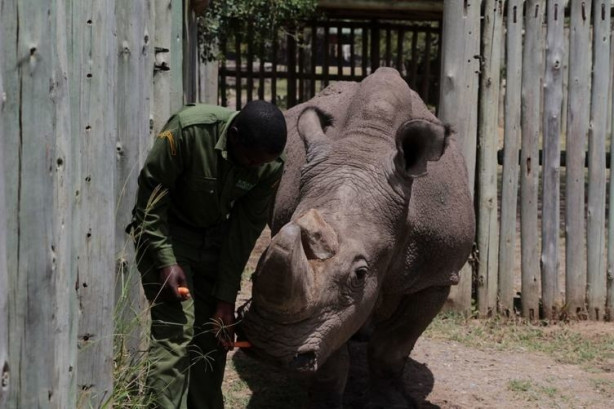 Foto - Bu gergedanlardan sadece 3 tane kaldı!
