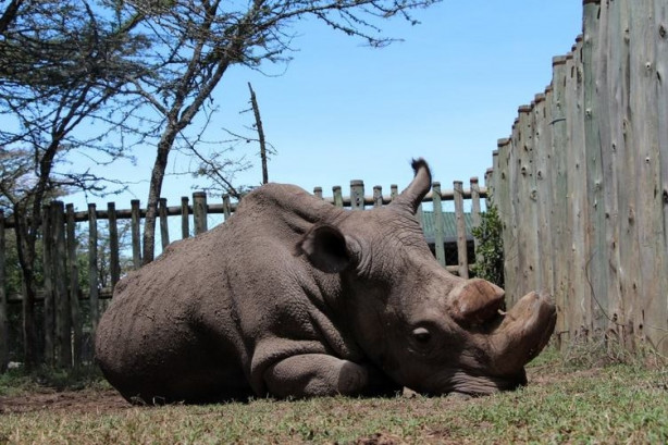 Foto - Bu gergedanlardan sadece 3 tane kaldı!