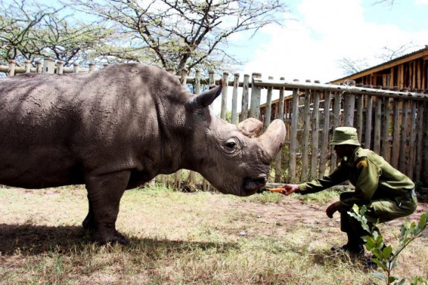 Foto - Bu gergedanlardan sadece 3 tane kaldı!