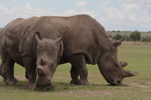 Bu gergedanlardan sadece 3 tane kaldı!