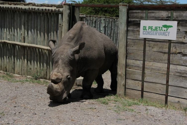 Foto - Bu gergedanlardan sadece 3 tane kaldı!