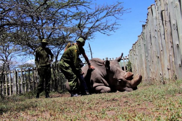 Foto - Bu gergedanlardan sadece 3 tane kaldı!