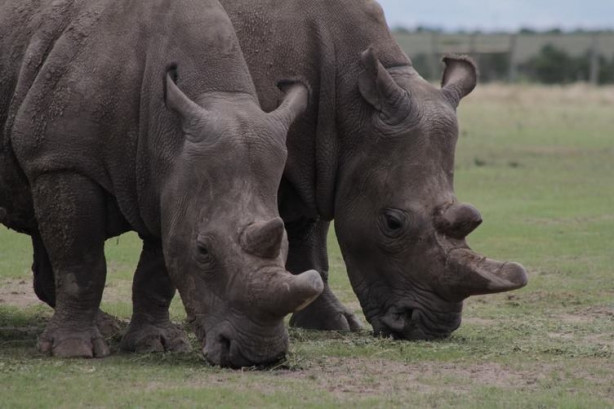 Foto - Bu gergedanlardan sadece 3 tane kaldı!