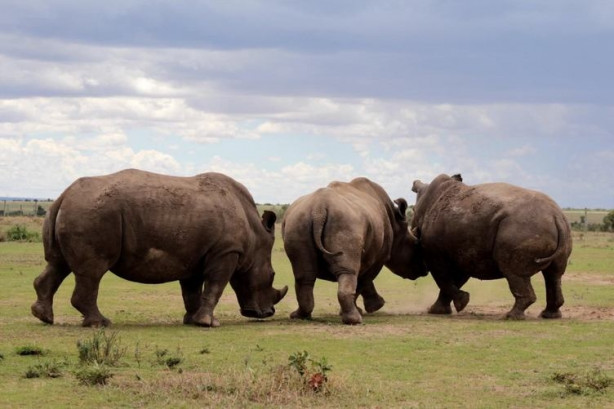 Foto - Bu gergedanlardan sadece 3 tane kaldı!
