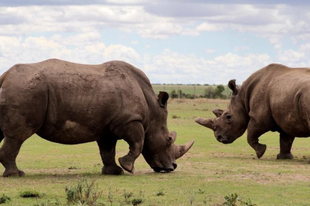 Foto - Bu gergedanlardan sadece 3 tane kaldı!