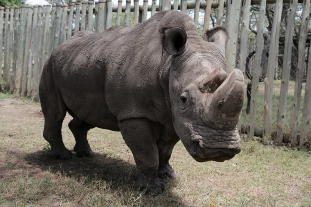 Foto - Bu gergedanlardan sadece 3 tane kaldı!