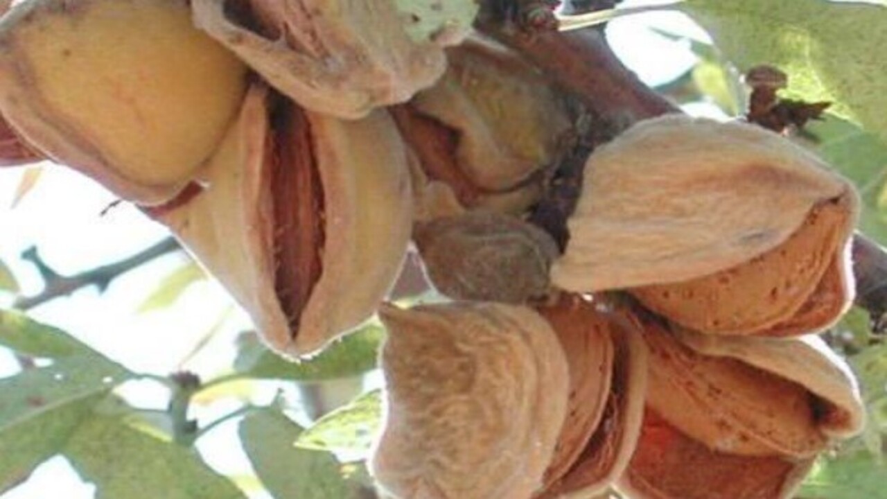 Foto - Bu gıdaları tüketirken dikkat! İşte çiğ yediğiniz zaman zehir saçan besinler