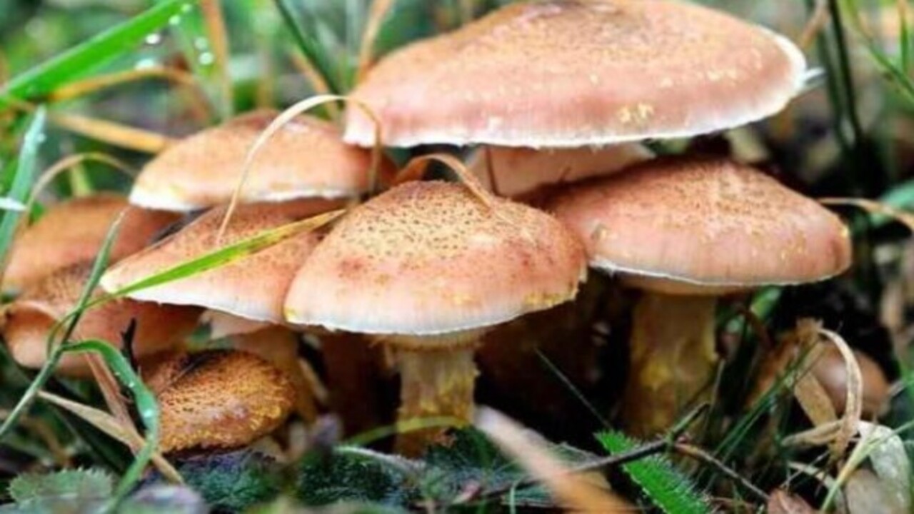 Foto - Bu gıdaları tüketirken dikkat! İşte çiğ yediğiniz zaman zehir saçan besinler