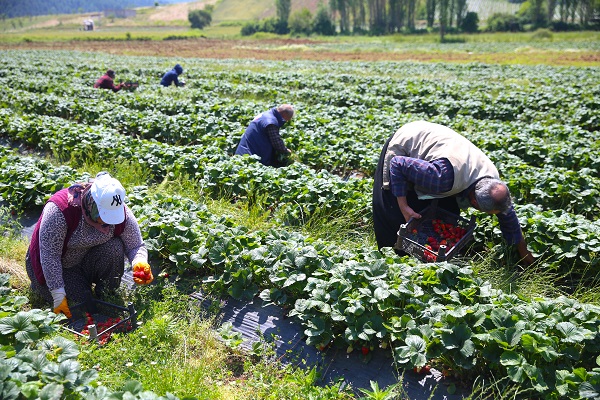 Foto - Bu girişim göçü tersine çevirdi