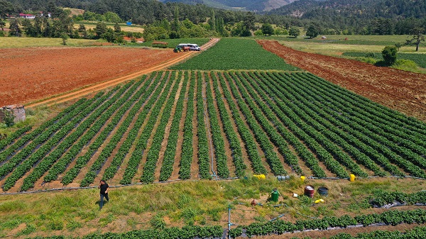 Bu girişim göçü tersine çevirdi