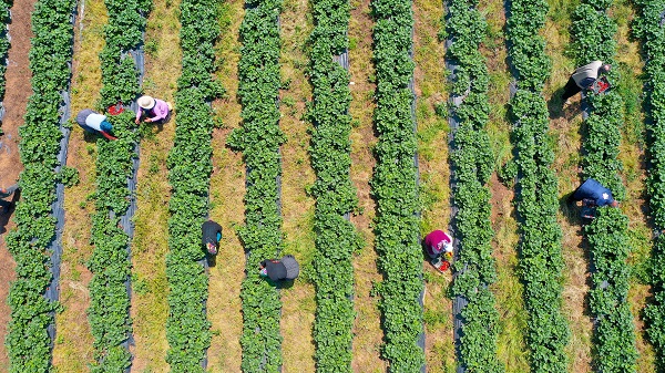 Foto - Bu girişim göçü tersine çevirdi