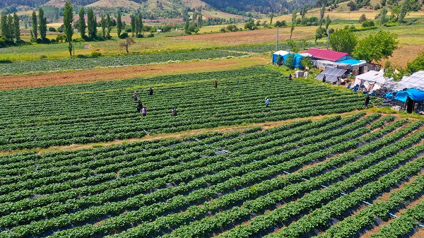 Foto - Bu girişim göçü tersine çevirdi