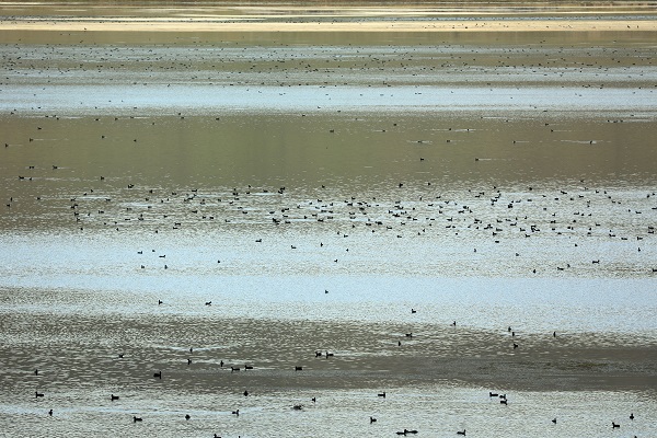 Foto - Bu göl sıcaktan kavrulan kuşların sığınağı